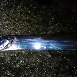 タチウオ短時間釣り