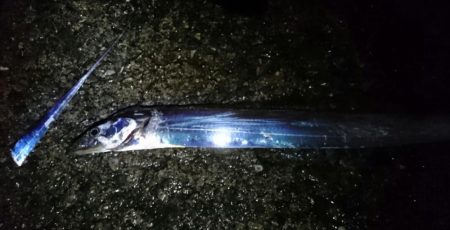 タチウオ短時間釣り