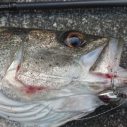 仕事帰りのシーバス 夕練調査