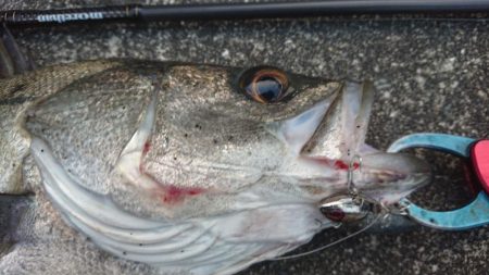 仕事帰りのシーバス 夕練調査