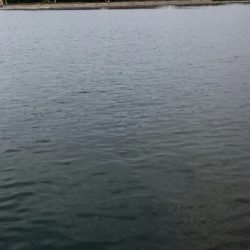 南港 最湾奥のタチウオ調査