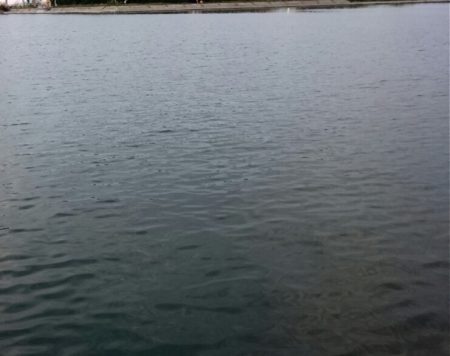 南港 最湾奥のタチウオ調査