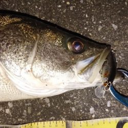 寒かった夕練シーバス調査