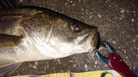 寒かった夕練シーバス調査