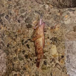 シーバス側にまわってしまった