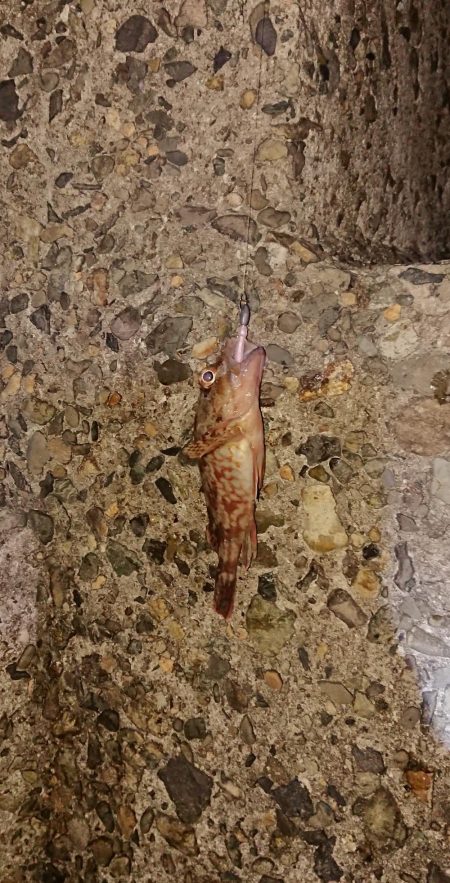 シーバス側にまわってしまった