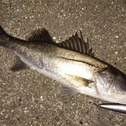 今日も寒かったが短時間夕練出撃！