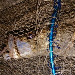 ちょっと久々にグッドサイズ出ました♪