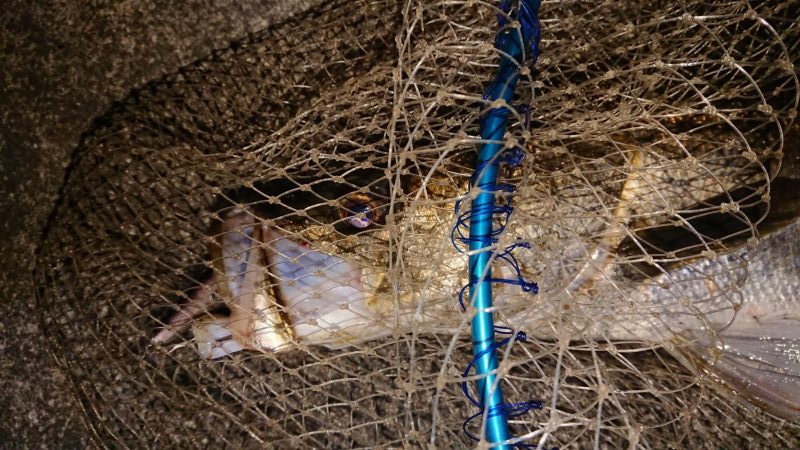 ちょっと久々にグッドサイズ出ました♪