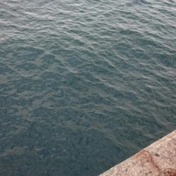 しつこく太刀魚釣り