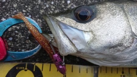 大晦日の朝練シーバス&ガシラ捕獲成…