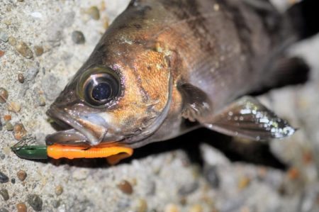 富浦新港にてメバル釣り
