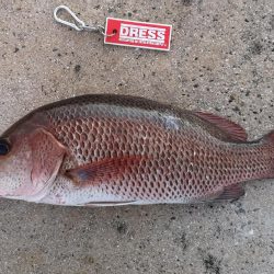 早朝、カースビー記録更新しました。