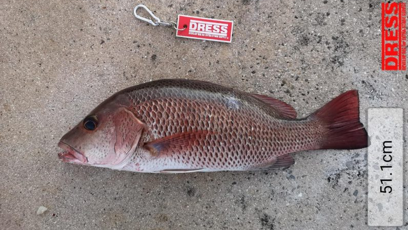 早朝、カースビー記録更新しました。