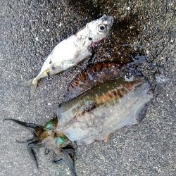 アオリイカ2杯あがりました!!