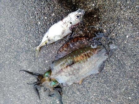 アオリイカ2杯あがりました!!