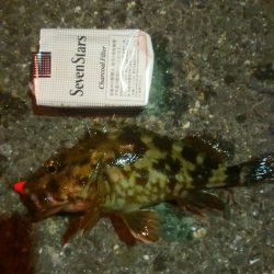 ガシラ釣りでタコ釣れた