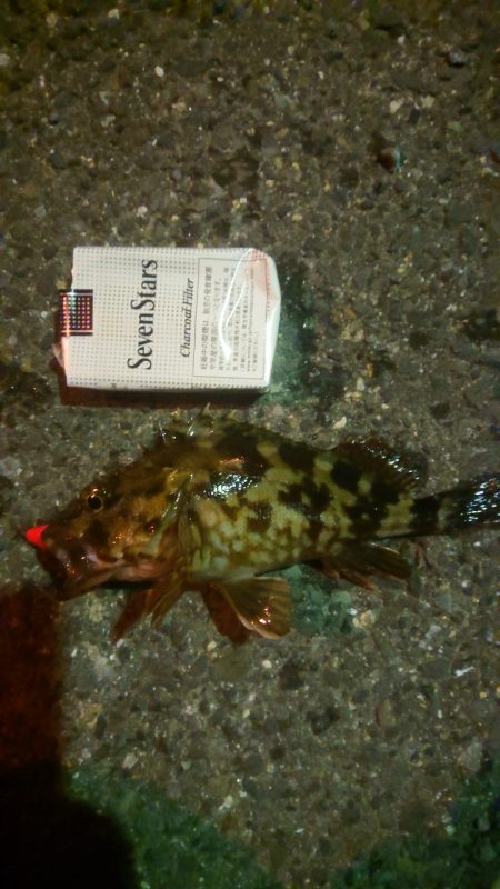 ガシラ釣りでタコ釣れた