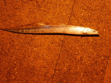 アジングで太刀魚