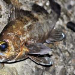 【大メバルが釣れたった！！】鹿島灘漁港でシーバス、メバル釣り　