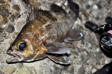 【大メバルが釣れたった！！】鹿島灘漁港でシーバス、メバル釣り　