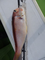 久里浜黒川本家 釣果