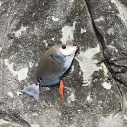 エギングでアオリイカ、冬やのに小さい、、、