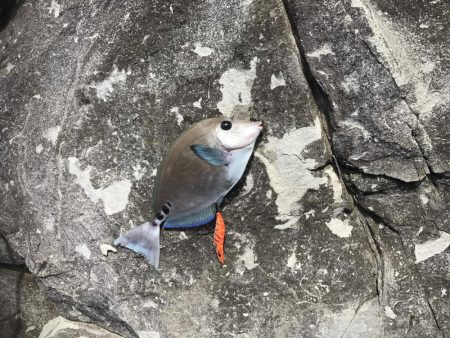 エギングでアオリイカ、冬やのに小さい、、、