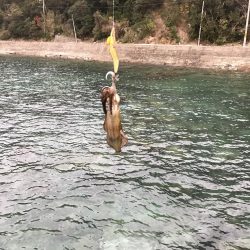 12月末の中紀でのエギングでアオリイカ