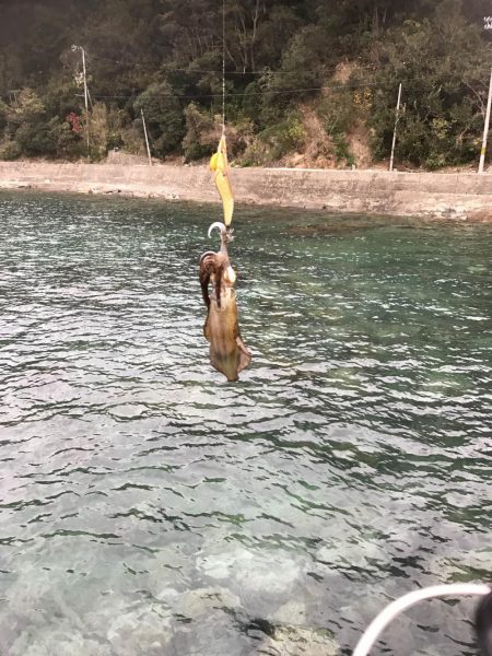 12月末の中紀でのエギングでアオリイカ