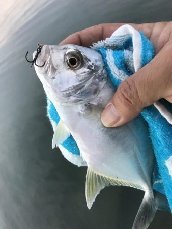 メッキ遊び楽しー