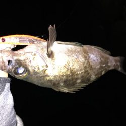 鳥取メバリング