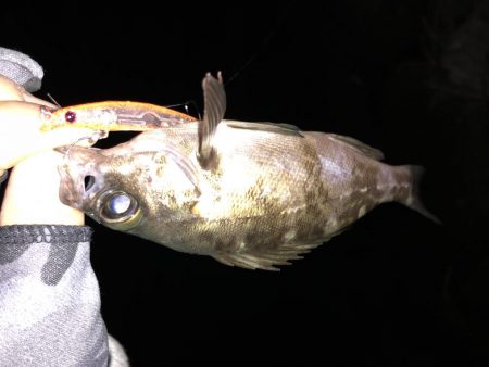 鳥取メバリング