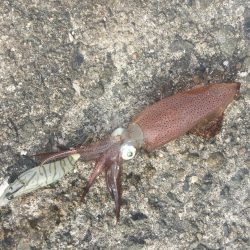 やっぱりデイヒイカ