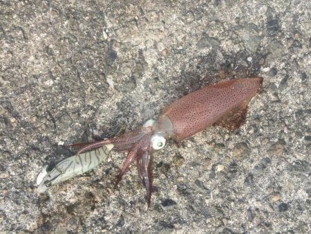 やっぱりデイヒイカ