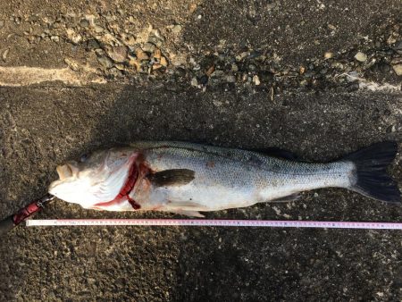 ショアジギ釣行