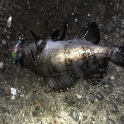 メバル プラッキング 修行