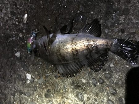 メバル プラッキング 修行