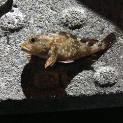 タチウオ釣りの余った餌で根ざかな釣り