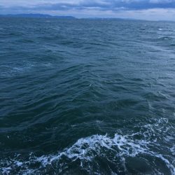 シーバス側にまわってしまった