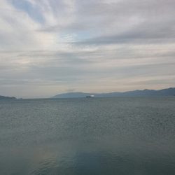 渋い中なんとか2本