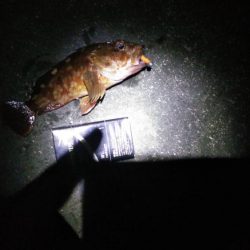 ライトゲームで太刀魚リリースサイズ、カサゴは２０㎝ほど