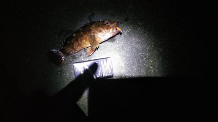 ライトゲームで太刀魚リリースサイズ、カサゴは２０㎝ほど