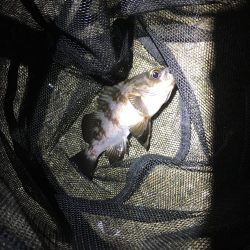 多種目釣れて楽しいですね