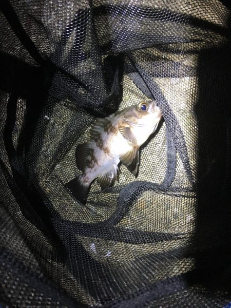 多種目釣れて楽しいですね