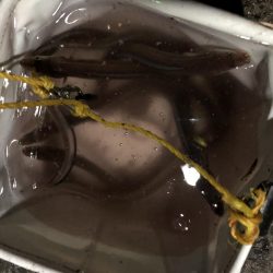 アナゴ→アジ→サバ