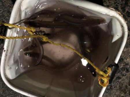 アナゴ→アジ→サバ