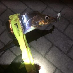 極寒のシーサイドコスモ