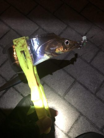 極寒のシーサイドコスモ