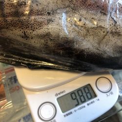 最後のアオリイカ